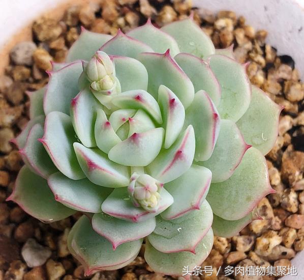 多肉植物叶子腐黑,多肉植物掉叶子有什么补救方法