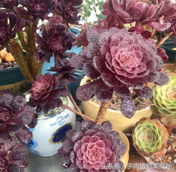 多肉植物叶子腐黑,多肉植物掉叶子有什么补救方法