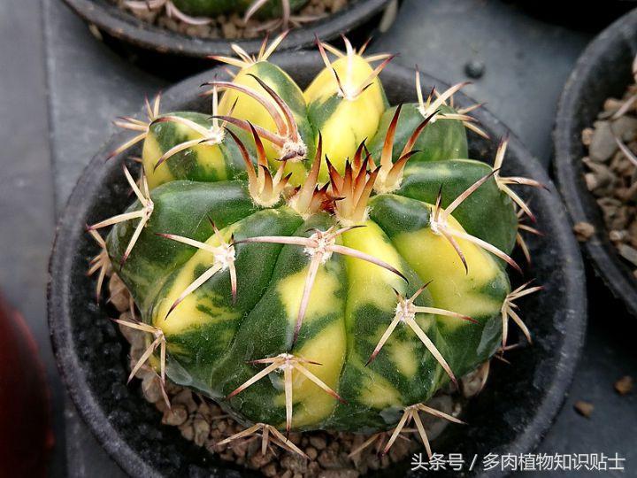 仙人掌移盆怎样才能养护好,仙人掌养护方法多肉