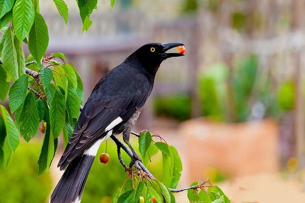 果园怎么驱鸟？分享十种果园驱鸟的方法
