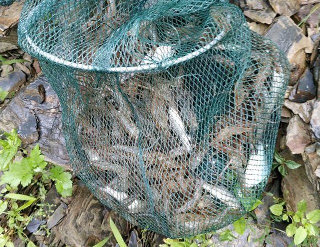 如何放地笼才能抓鱼,用大号地笼抓鱼