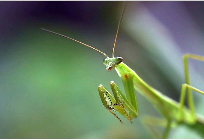 读书分享昆虫记,读书昆虫记分享卡