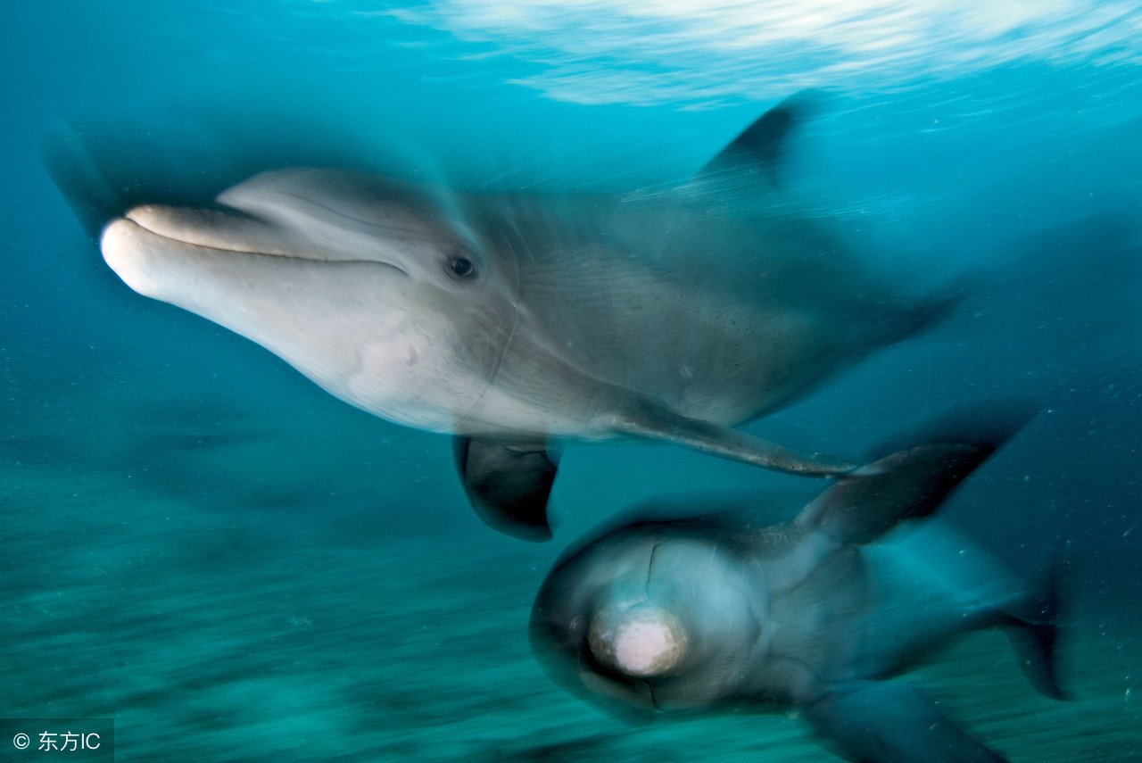 六月份的猴是什么生肖,生肖猴七月大有作为