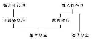 医学界称为辐射克星,医院放射科的辐射有多可怕