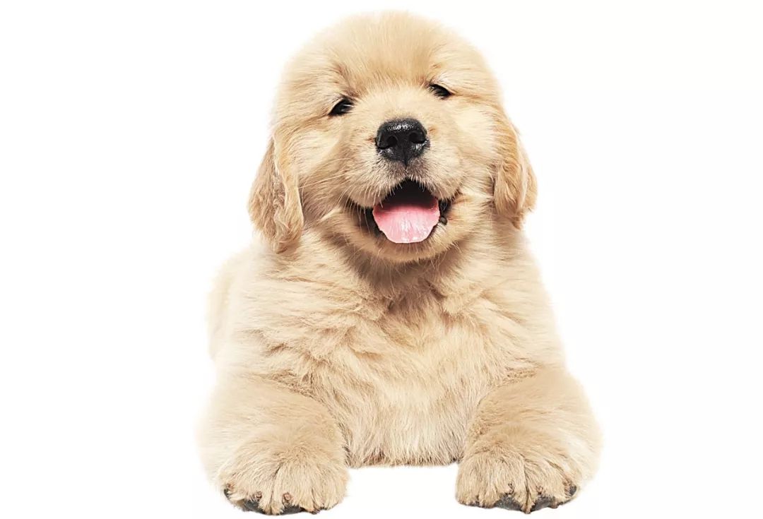 养犬须知,养犬注意事项及流程