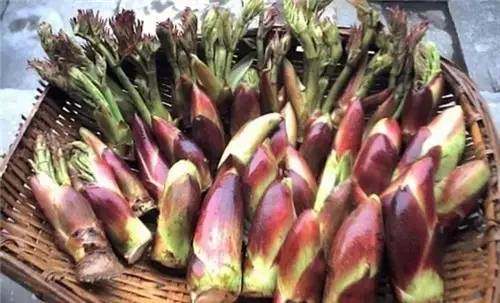 四川农村常见野菜大全,四川的野菜根本吃不完你见过几种