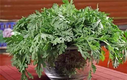 四川山里的各种野菜,四川的野菜根本吃不完你认识几种