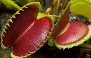 猪笼草vs捕蝇草,猪笼草捕蝇草盲盒