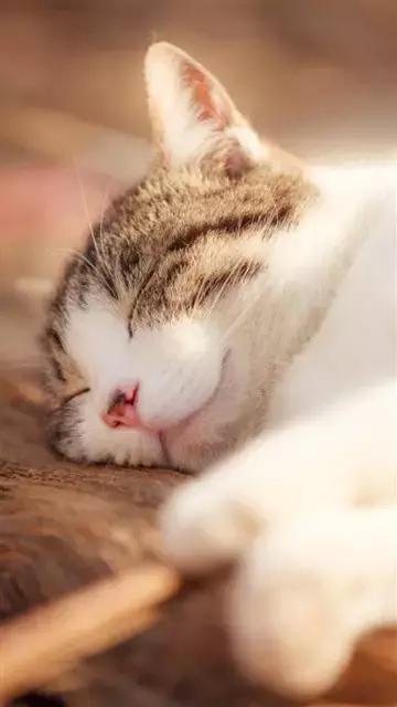 一键设置让你的手机壁纸更加炫酷,怎么让手机壁纸动起来