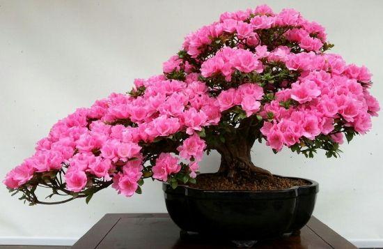 杜鹃花快速生根,杜鹃花怎样能保持花期长