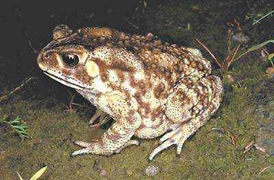 蜜蜂的天敌有哪些动物,蜜蜂天敌有哪些