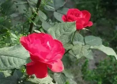 100种象征着爱情的花的花语,满天星花有几种颜色对应的花语