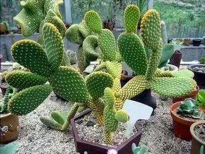 100种的鲜花花语合集,100种花的寓意和花语