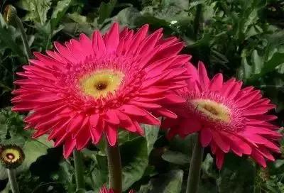 100种的鲜花花语合集,100种花的寓意和花语