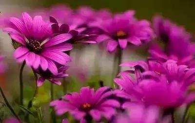 100种象征着爱情的花的花语,满天星花有几种颜色对应的花语