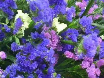 100种象征着爱情的花的花语,满天星花有几种颜色对应的花语