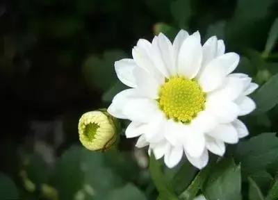 100种象征着爱情的花的花语,满天星花有几种颜色对应的花语