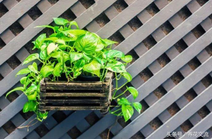 绿萝叶子发黄是什么原因怎么办,绿萝开始叶子发黄给他上什么肥料