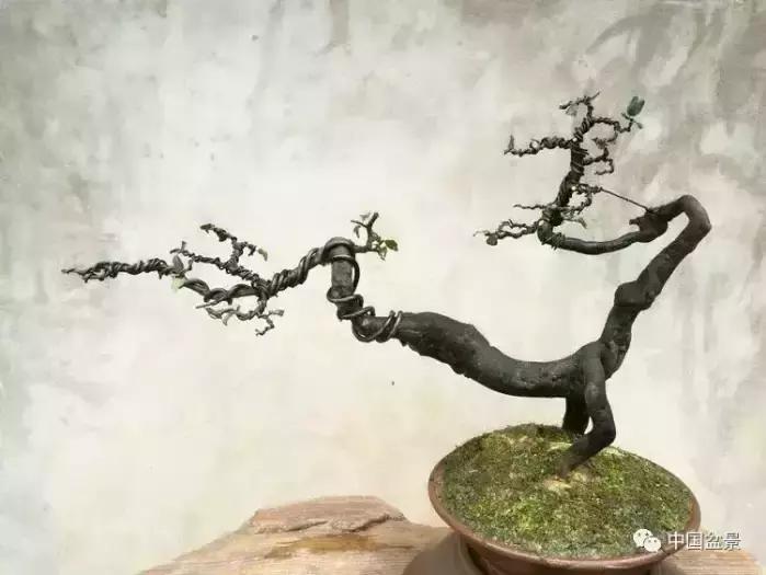 左世新金弹子盆景直播,左世新根艺金弹子