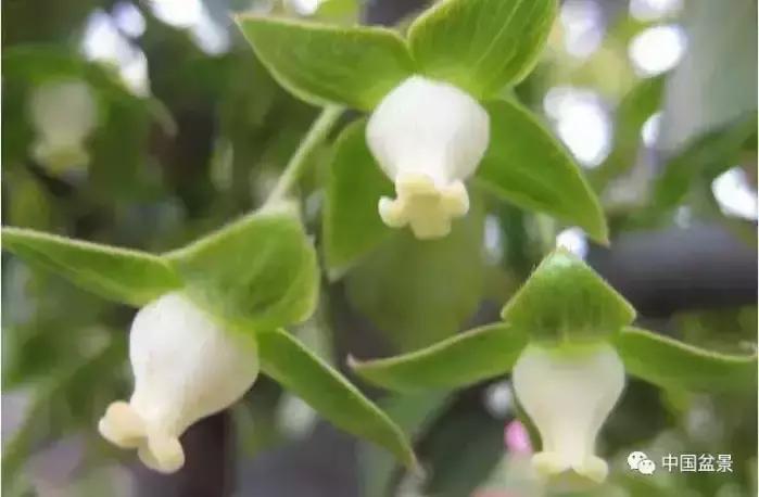 左世新金弹子盆景直播,左世新根艺金弹子