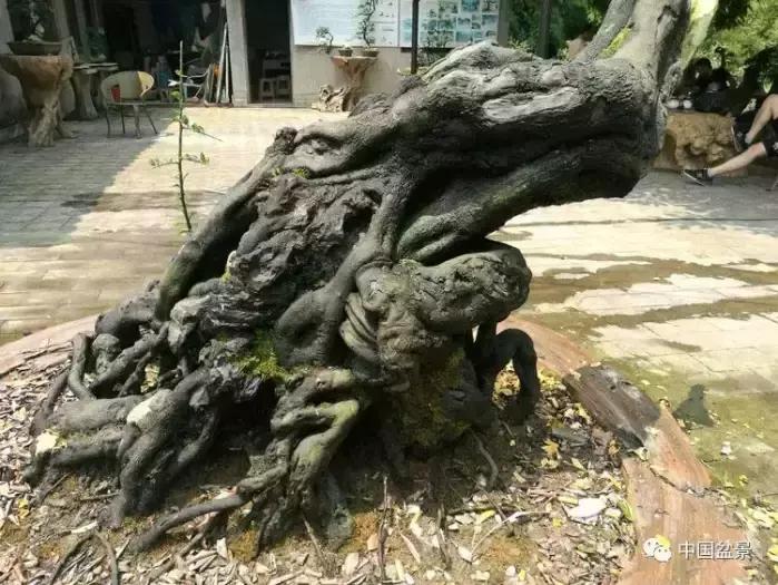 左世新金弹子盆景直播,左世新根艺金弹子