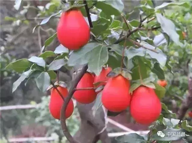 左世新金弹子盆景直播,左世新根艺金弹子