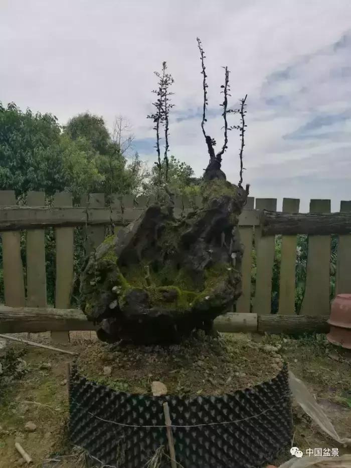 左世新金弹子盆景直播,左世新根艺金弹子