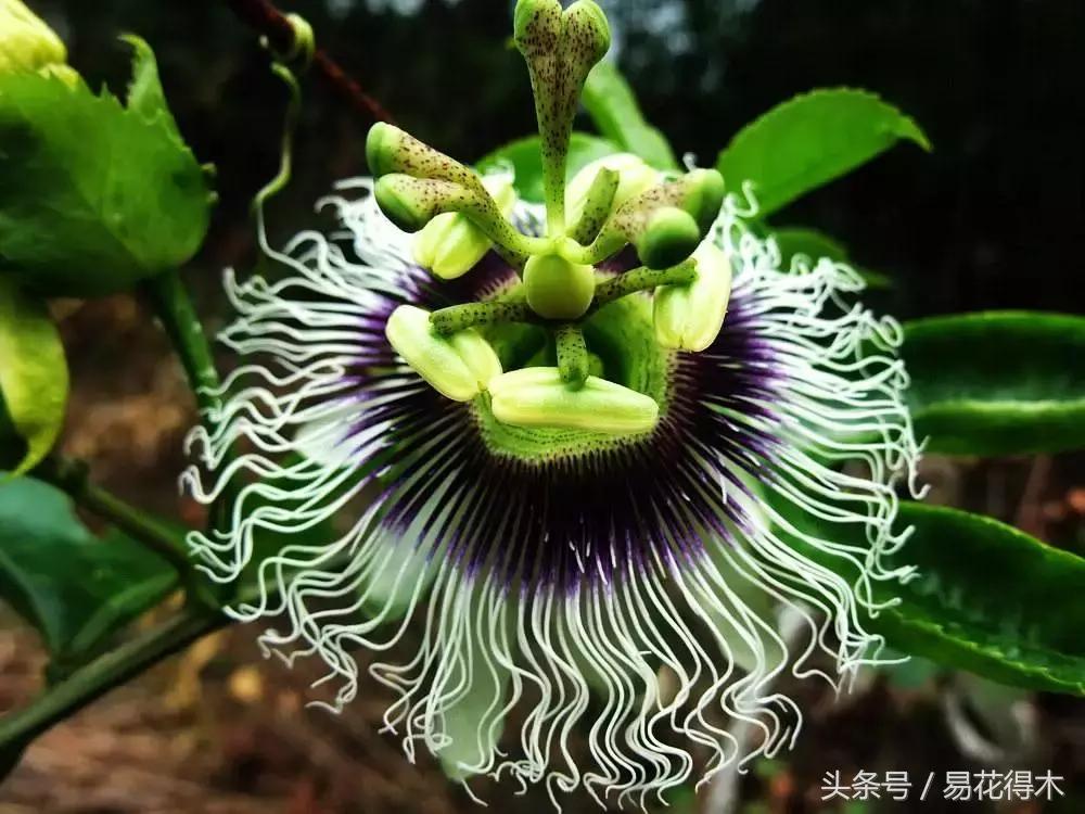 百香果栽培的最佳温度,百香果苗栽培多久能结果