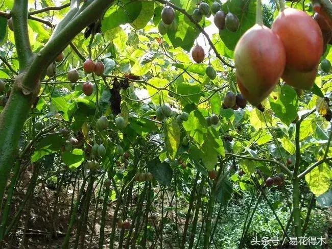 百香果栽培的最佳温度,百香果苗栽培多久能结果