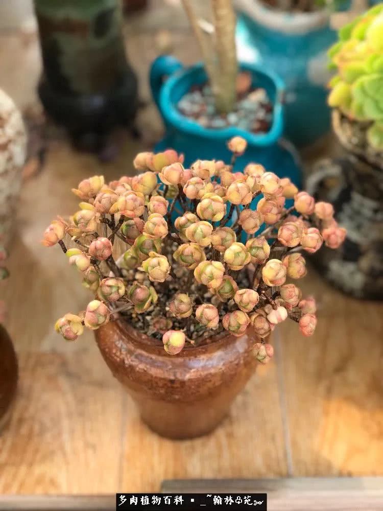 昆明精品多肉花园,昆明最好看的多肉花园