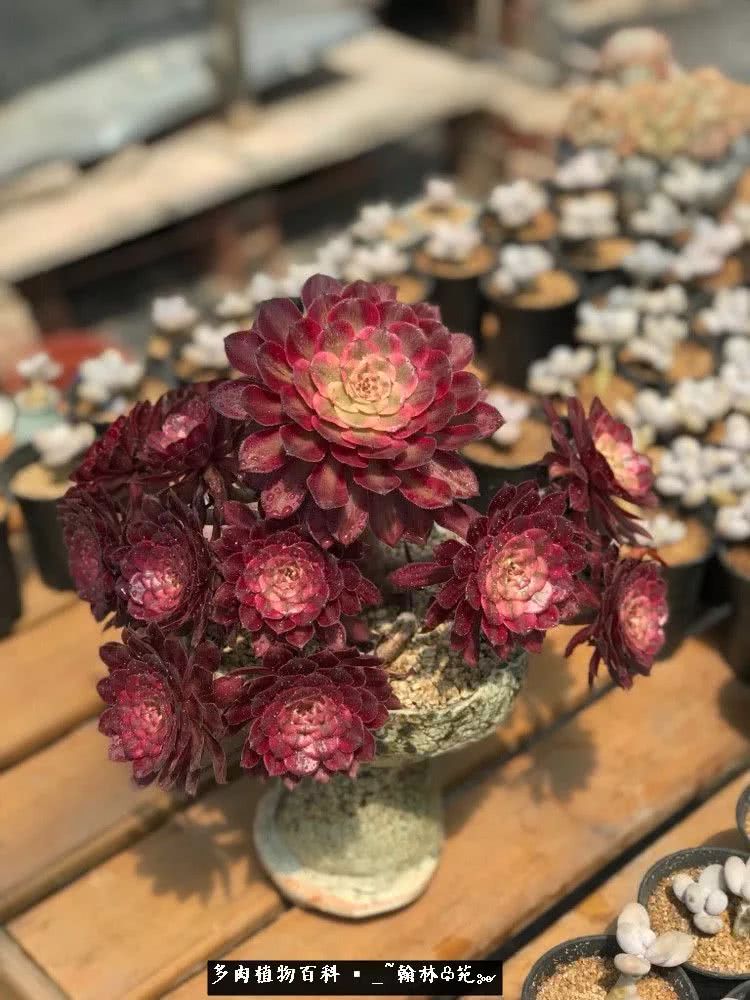 又一场法师视觉盛宴欣赏：翰林苑的昆明多肉花园！