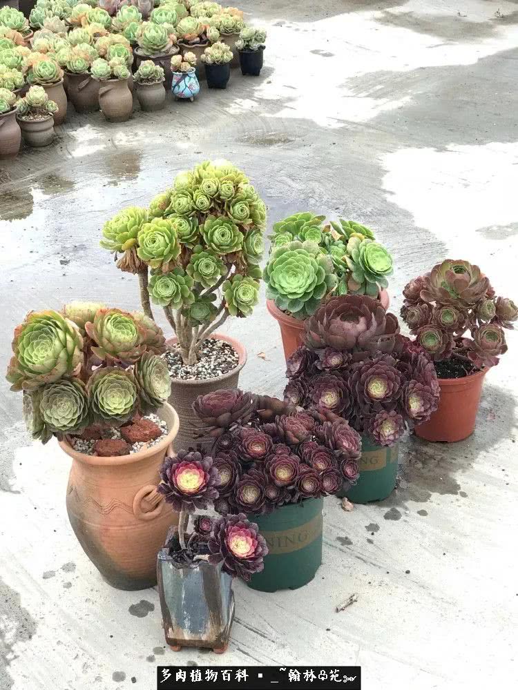 昆明精品多肉花园,昆明最好看的多肉花园