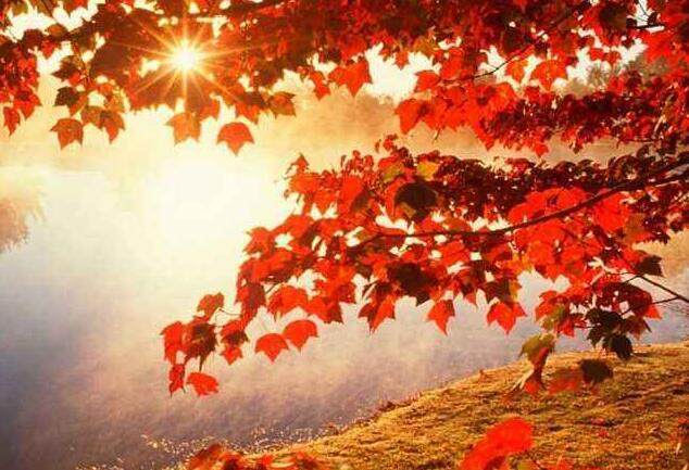 读古诗山行的诗意,山行的读书感悟