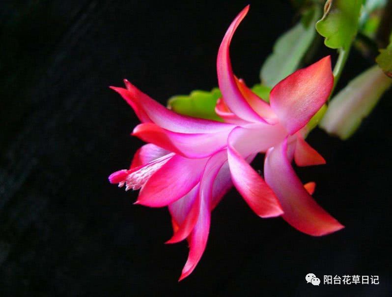 世界上最具代表5种国花,各国国花有哪些特点