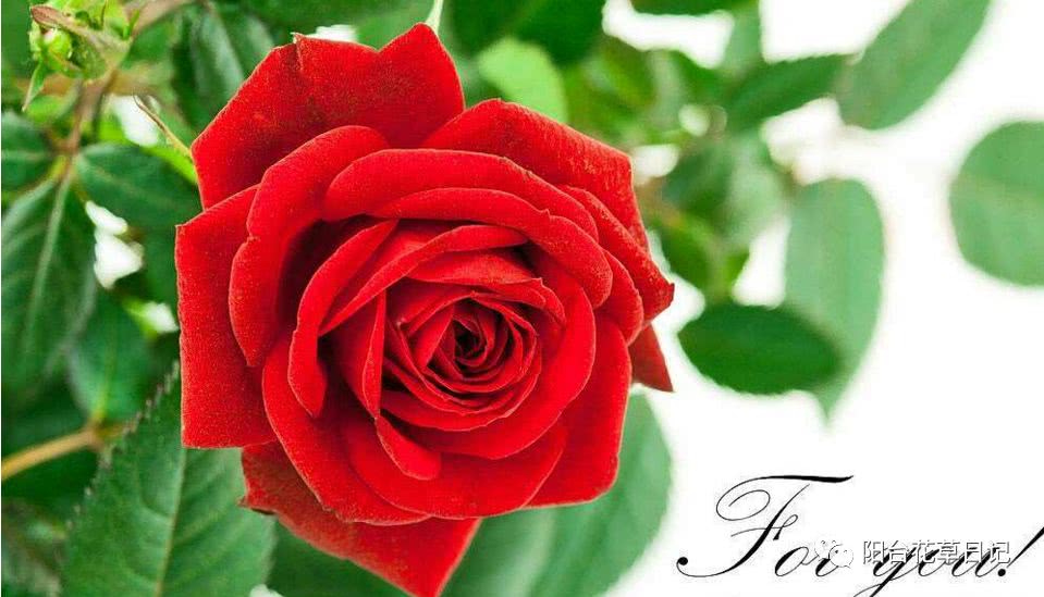 世界上最具代表5种国花,各国国花有哪些特点