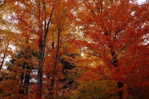 世界各国国花图片及名称集锦,世界各地的国花你能叫出几个名字