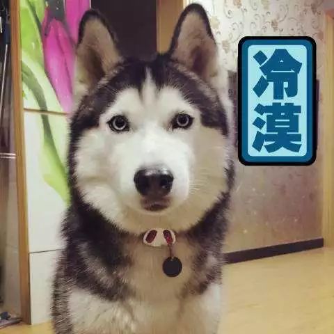 原来狗子还能丑到这种地步,盘点那些让人哭笑不得的狗子