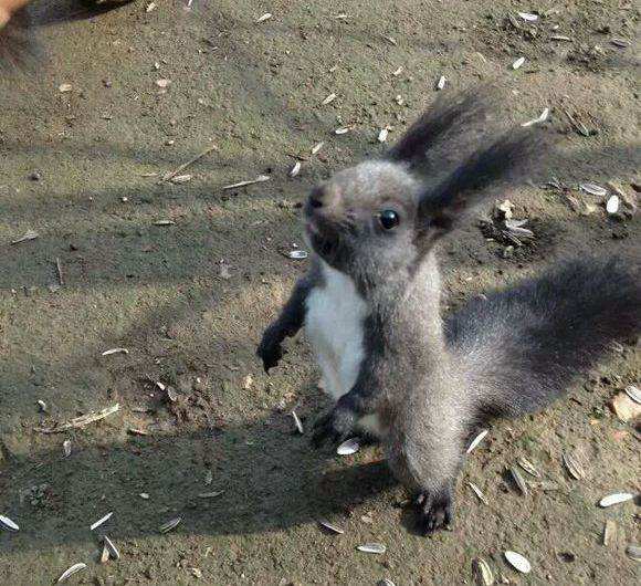新手小白好养的松鼠宠物,新手超进化宠物推荐