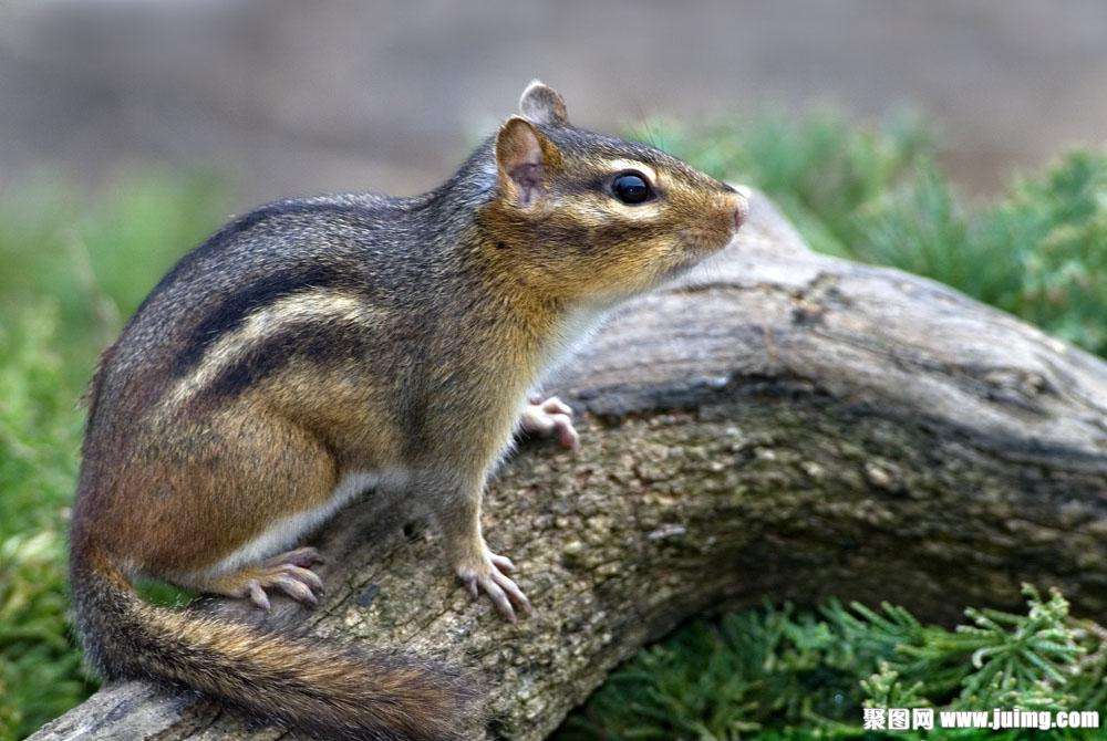 新手小白好养的松鼠宠物,新手超进化宠物推荐