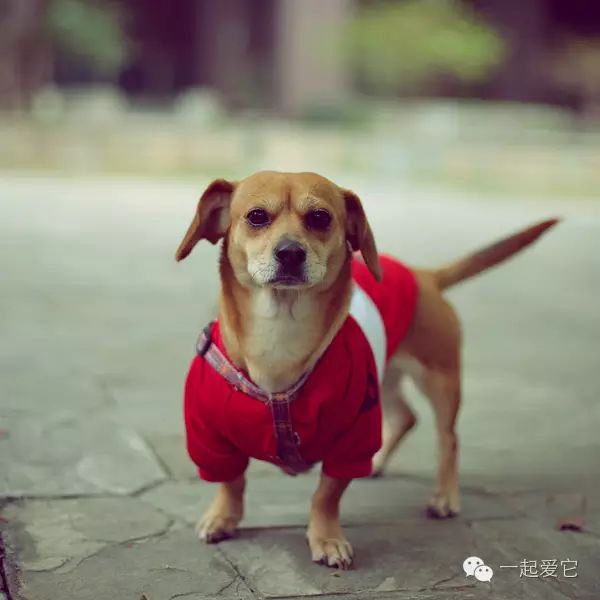 狗狗来生理期怎么办,狗狗来生理期成年了吗