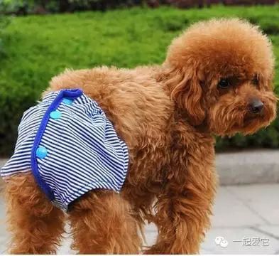 狗狗来生理期怎么办,狗狗来生理期成年了吗