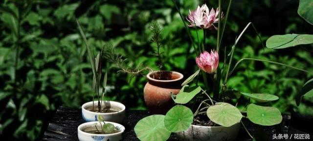 8月种碗莲,秋天种碗莲能开花吗