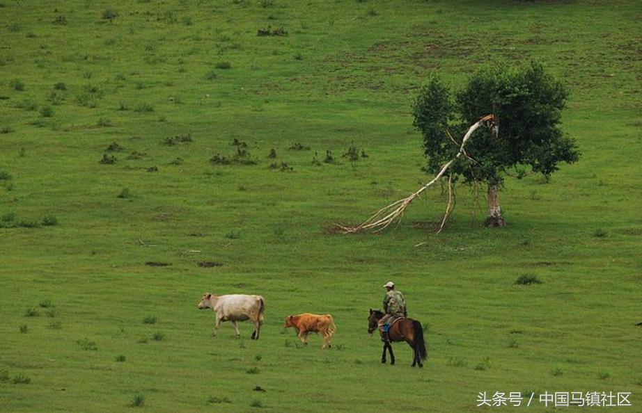 7月份去承德坝上草原注意什么,7月份坝上