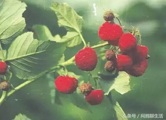 八角梨、树莓、榅桲……7种*疆新**地产水果，吃过5种算你老道！