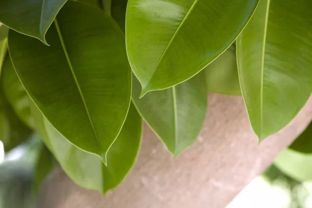 独杆橡皮树造型图片,独杆橡皮树怎么分叉视频