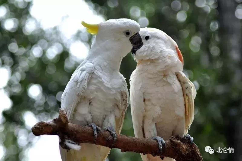 巧言善辩的视频,智商第一名的金刚鹦鹉是什么