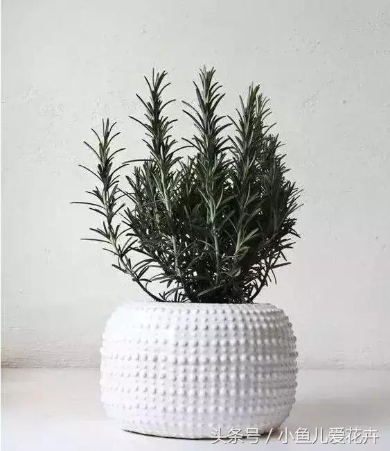 养花浇水知道这14个坑花能活20年,不适合多浇水的8种花