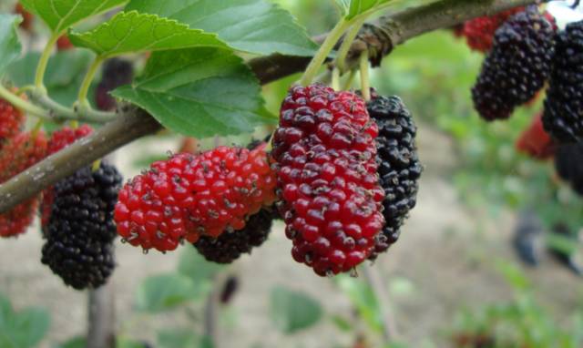 新余应季水果采摘园,新余水西水果采摘