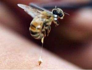 被虫子咬怎么治虫子,如何预防虫咬伤