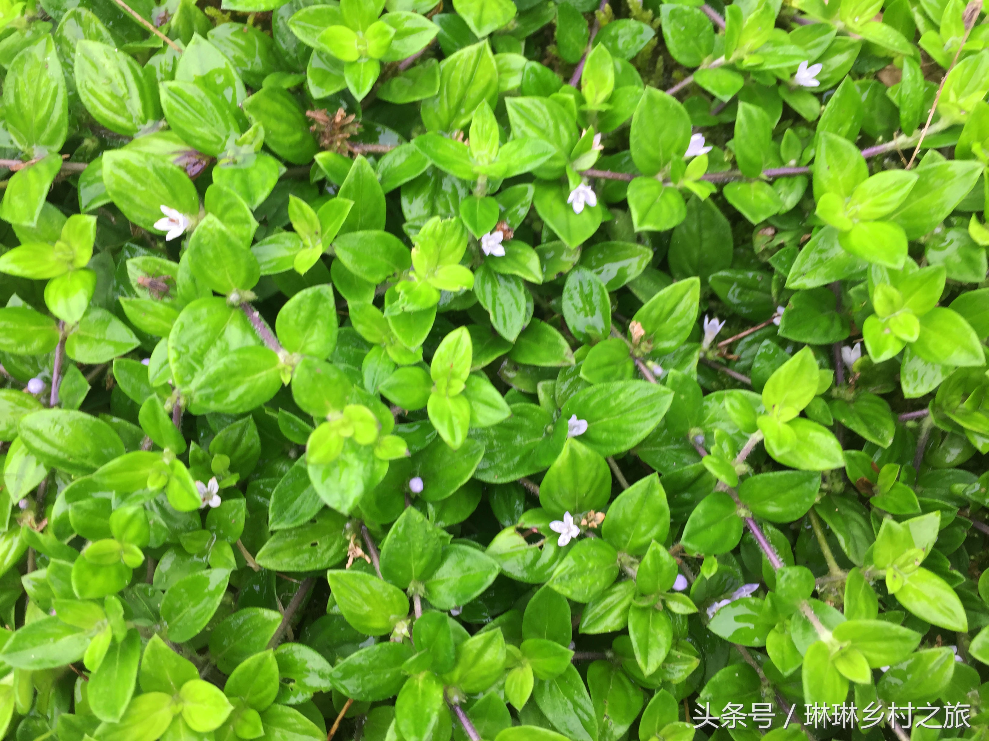 农村一种珍贵野草,农村常见的这种野草竟然这么值钱
